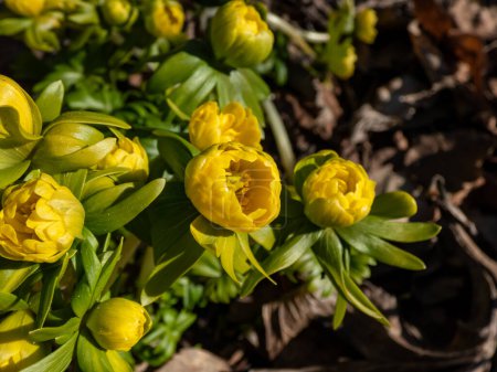 Makroaufnahme des gelben Winterakonits (Eranthis hyemalis) 'Flore Pleno', eine Variation mit voll doppelt gelben Blüten, die im zeitigen Frühling in der prallen Sonne aus dem Boden auftauchen
