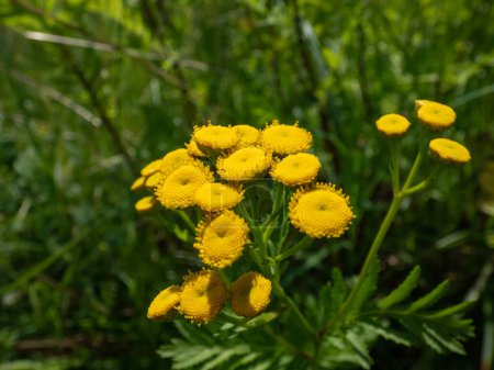 Macro shot of Common tansy, amarga botones, vaca amarga o dorada botones (Tanacetum vulgare) floración con amarillo, botón-como flores en verano