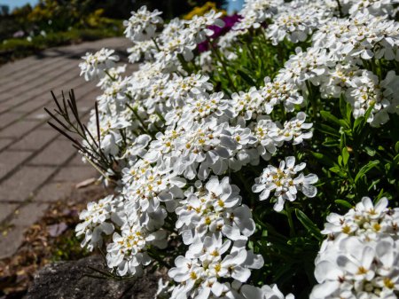 Makro des niedrig wachsenden, sich ausbreitenden Unterstrauches Iberis sempervirens 'SnowFlake', der im Frühjahr im Garten mit kleinen, reinweißen Blüten in dichten, abgeflachten Trauben blüht