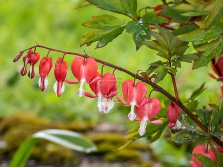Blutendes Herz (Dicentra spectabilis) 'Valentine' blüht mit geschwollenen, baumelnden, leuchtend roten herzförmigen Blüten mit weißer Spitze im Frühsommer