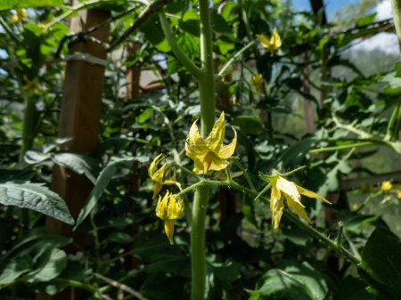 Makroaufnahme von gelben Blüten in voller Blüte von Tomatenpflanzen, die auf Tomatenpflanzen wachsen, bevor sie im Gewächshaus Früchte tragen. Pflanzensämlinge, keimende Sämlinge