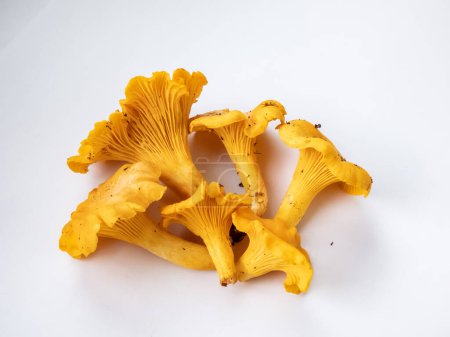 Group of golden Chanterelle mushrooms with dirt and moss on roots from forest. Detailed mushroom on white. Mushroom picking tradition. Isolated on white