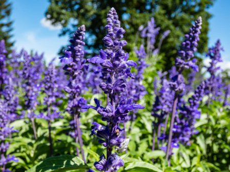 Salvia farinacea 'Fairy Queen' (Mealy Cup Sage) - compact, multi-branched variety with dense flowering spikes, packed with sapphire blue flowers with a small white spot in sunlight