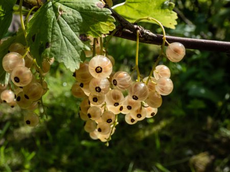 Perfect ripe white currants (ribes rubrum) on the single branch on the bright sunny day with green background. Taste of summer and growing food