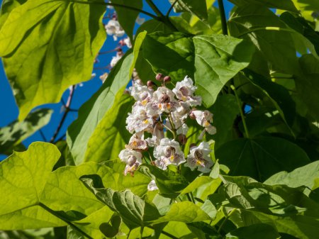 Close-up shot of Catalpa or catawba with large, heart-shaped leaves flowering with showy, white flowers in bright sunlight in summer