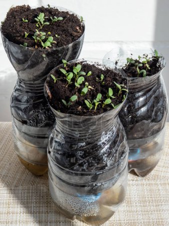 Foto de Growing young, green seedlings in DIY plastic pots made from cut plastic bottles. Small, green plants growing indoors at home in recycled bottle planter with white wall in background - Imagen libre de derechos