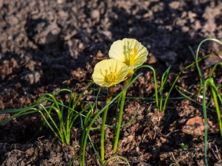 Makro der blühenden Pflanze Narcissus romieuxii 'Julia Jane' - markante, frühblühende Narzisse mit Blüten mit schmalen Randsegmenten, während die Trompete breit und aufflackernd ist