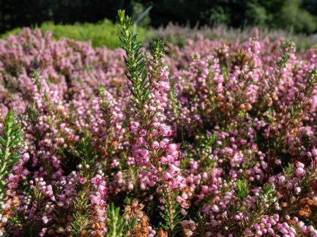 Macro of Cornish heath or wandering heath (Erica vagans) 'Pyrenees Pink' with dark green foliage flowering with long racemes of deep pink flowers that fade to white in summer