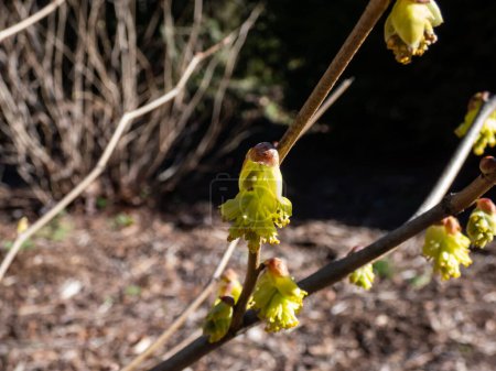 Winter hazel (Corylopsis glandulifera) flowering with nodding racemes of small, usually fragrant, bell-shaped pale yellow flowers in early spring