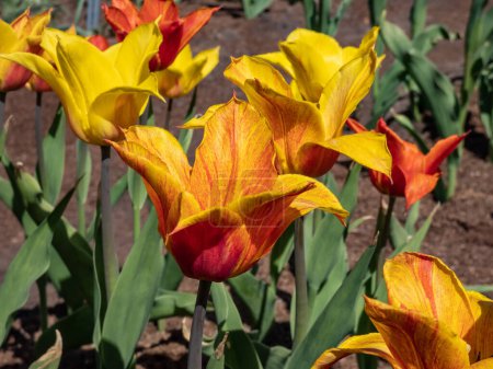 The elegant golden yellow lily flowering Tulip Vendee Globe with pointed petals in variable colors from yellow to orange red, mostly flamed. Orange and red tulip in spring