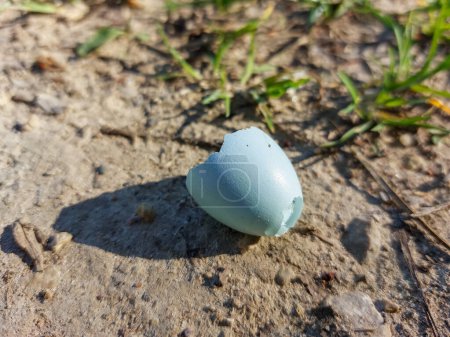 Close-up shot of an ovoid shaped and pale blue broken eggshell of the songbird on the ground in spring