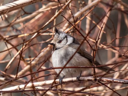 Close-up shot of the European crested tit (Lophophanes cristatus) sitting on a branch in a bush surrounded with small, red branches in early spring