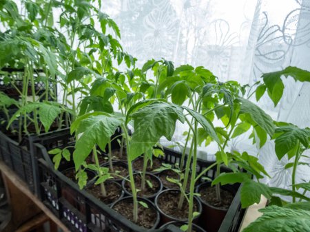 Foto de Planta de tomate verde plántulas que crecen en macetas en el alféizar de la ventana a la luz del sol brillante. Plántulas vegetales en macetas. Jardinería interior y plántulas germinantes - Imagen libre de derechos