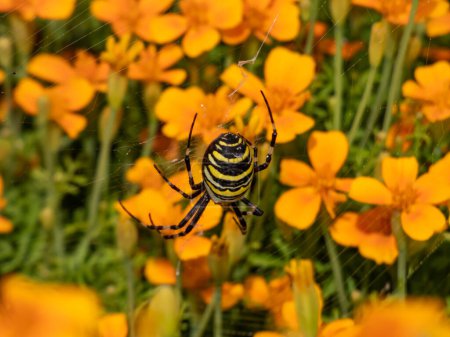 Nahaufnahme einer ausgewachsenen, weiblichen Wespenspinne (Argiope bruennichi) mit auffallend gelben und schwarzen Markierungen am Bauch, die an einem Spiralnetz zwischen orangefarbenen Blüten hängen