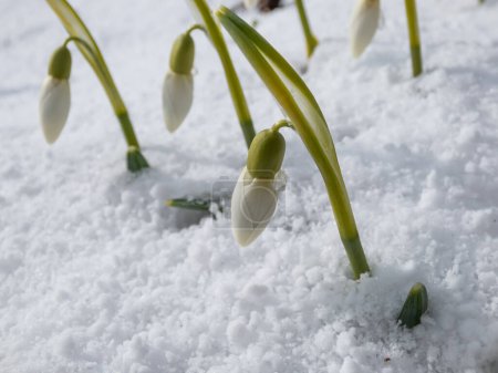 Nahaufnahme der Schneeglöckchen mit langen, eleganten Blüten, bedeckt und umgeben von Schnee im hellen Sonnenlicht des Frühlings