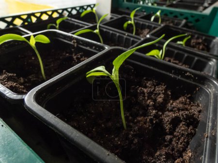 Foto de Primer plano de pequeñas plantas de pimiento verdes cultivadas en casa que crecen en macetas en un alféizar de la ventana. Plántulas germinantes. Alimentos que crecen de semillas - Imagen libre de derechos