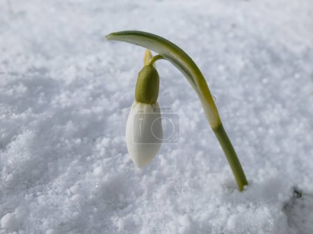 Nahaufnahme der Schneeglöckchen mit langen, eleganten Blüten, bedeckt und umgeben von Schnee im hellen Sonnenlicht des Frühlings