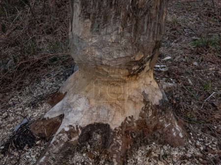 Tree with beaver damage and signs on wood trunk from teeth. Tree almost cut by beaver next to water surrounded with wood chips