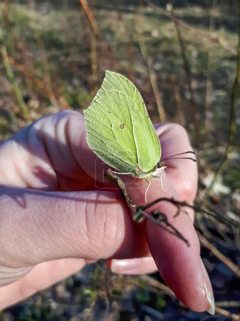 Nahaufnahme des ersten erwachsenen Schmetterlingsmännchens - Der Schwefel (Gonepteryx rhamni) an der Hand von Frauen im zeitigen Frühling im Sonnenlicht