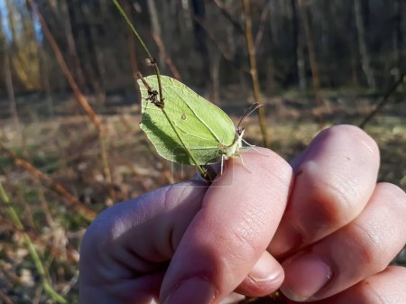Nahaufnahme des ersten erwachsenen Schmetterlingsmännchens - Der Schwefel (Gonepteryx rhamni) an der Hand von Frauen im zeitigen Frühling im Sonnenlicht
