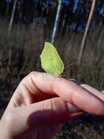 Close-up of the first yellow spring adult male butterfly - The common brimstone (Gonepteryx rhamni) on womans hand in early spring in sunlight
