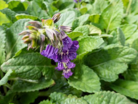 The Dragonmouth or Pyrenean dead-nettle (Horminum pyrenaicum) blooming with violet-blue, dark purple tubular or bell-shaped flowers in summer