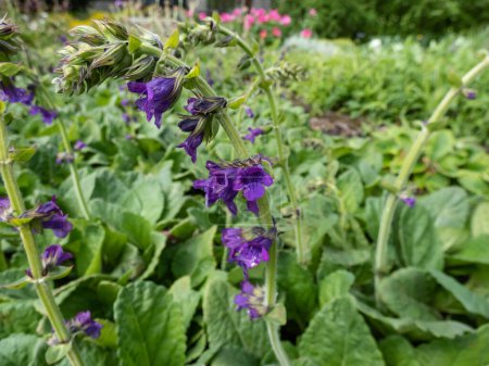 The Dragonmouth or Pyrenean dead-nettle (Horminum pyrenaicum) blooming with violet-blue, dark purple tubular or bell-shaped flowers in summer