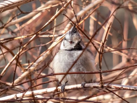 Close-up shot of the European crested tit (Lophophanes cristatus) sitting on a branch in a bush surrounded with small, red branches in early spring