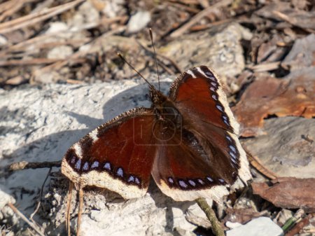 Nahaufnahme der Oberseite eines großen Schmetterlings Trauermantel oder Camberwell Schönheit (Nymphalis antiopa) mit dunkelbraunen Flügeln und zerlumpten gelben Rändern und blauen Flecken