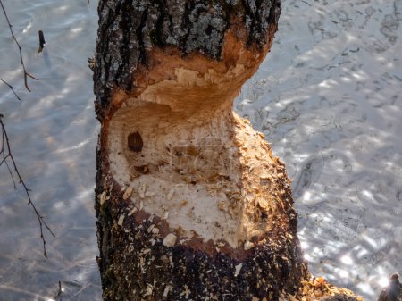 Árbol con daños de castor y signos en el tronco de madera de los dientes. Árbol casi cortado por castor junto al agua rodeada de astillas de madera