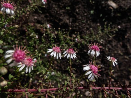 Gros plan de l'aster calico horizontal (Aster lateriflorus Britton var. horizontalis) floraison avec des fleurs blanches qui comportent disque central rouge violacé dans le jardin