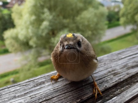 Close-up shot of the goldcrest (Regulus regulus) with distinctive black-edged golden crown stripe visiting a wooden window sill in a city