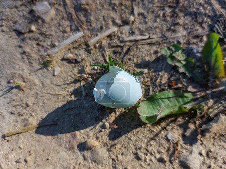 Photo for Close-up shot of an ovoid shaped and pale blue broken eggshell of the songbird on the ground in spring - Royalty Free Image