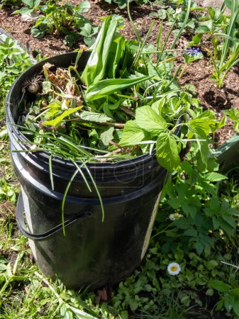 Close-up shot of a big, plastic bucket full with weeds in home garden in summer. Gardening concept
