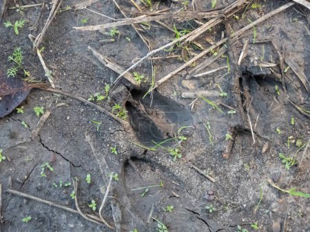 Photo for Close-up of footprints of roe deer (Capreolus capreolus) in deep and wet mud in the ground. Tracks of animals on a walking trail in the countryside - Royalty Free Image