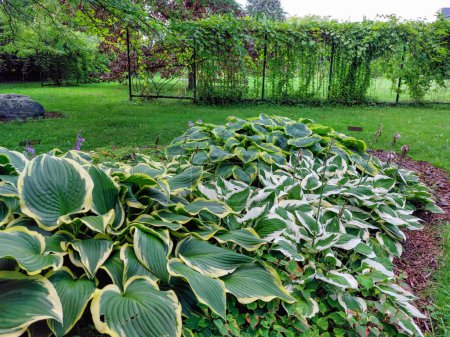 View of flower bed with different kind of hostas with colorful ornamental leaves in a park in summer