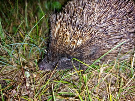 Close-up shot of the European hedgehog (Erinaceus europaeus) on the ground surrounded with green vegetation