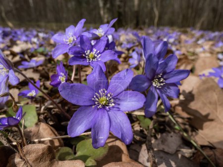 Close-up of the Common hepatica (Anemone hepatica or Hepatica nobilis) blooming with purple flowers in bright sunlight in the forest.