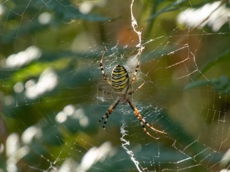 Close-up shot of adult, female wasp spider (Argiope bruennichi) showing striking yellow and black markings on its abdomen hanging on spiral orb web among green vegetation