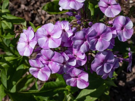 Nahaufnahme des Gartenphlox (Phlox paniculata) 'Wanadis', der mit blassviolett gefärbten Blüten, dunkleren Flecken und karminvioletten Augen im Sommer im Garten wächst und blüht