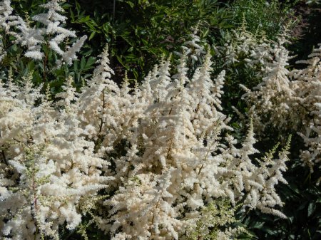 Close-up shot of the False goatsbeard (Astilbe x arendsii) 'Ellie' flowering with erect panicles of large, showy white plumes in the summer