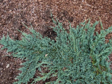 Kriechender Wacholder (Juniperus horizontalis) 'Icee Blue' oder 'Monber' mit silberblauem Laub, das sich auf dem Boden in einem Park ausbreitet