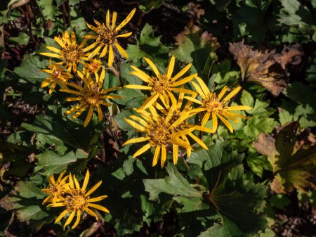 Ligularia 'Osiris Cafe Noir' with golden-yellow daisy flowers. Flat-topped clusters of brown-centred, golden-yellow flowerheads bloom from late summer into autumn