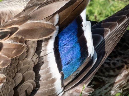 Close-up of distinct iridescent purple-blue speculum feathers edged with white on female mallard or wild duck (Anas platyrhynchos) in bright sunlight