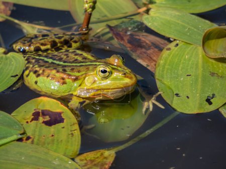 Foto de Primer plano de una rana común de agua o rana verde (Pelophylax esculentus) nadando en el agua entre hojas verdes en verano - Imagen libre de derechos