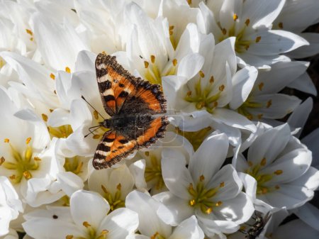 Macro shot of the small tortoiseshell (Aglais urticae) is reddish orange butterfly with black and yellow markings and a ring of blue spots around the edge of the wings on a flower