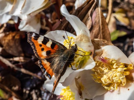 Macro shot of the small tortoiseshell (Aglais urticae) is reddish orange butterfly with black and yellow markings and a ring of blue spots around the edge of the wings on a flower