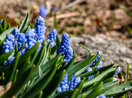 Gruppe hübscher, kompakter porzellanblauer Traubenhyazinthen (Muscari azureum) mit langen, glockenförmigen Blüten und grünen Blättern, die im zeitigen Frühjahr blühen