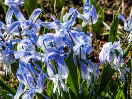 Close-up shot of the ornamental plant - Scilla rosenii bearing racemes of star-shaped, very pale blue six-stellate flowers in sunlight. A bee in flowers with blue pollen