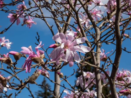 Nahaufnahme der rosafarbenen sternförmigen Blüten der blühenden Sternmagnolie - Magnolia stellata cultivar 'Rosea' im hellen Sonnenlicht des Frühlings mit dunkelblauem Himmel im Hintergrund. Wunderschöne Magnolienlandschaft